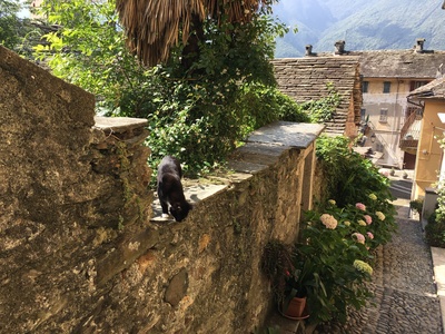 Wildnis am Lago Maggiore