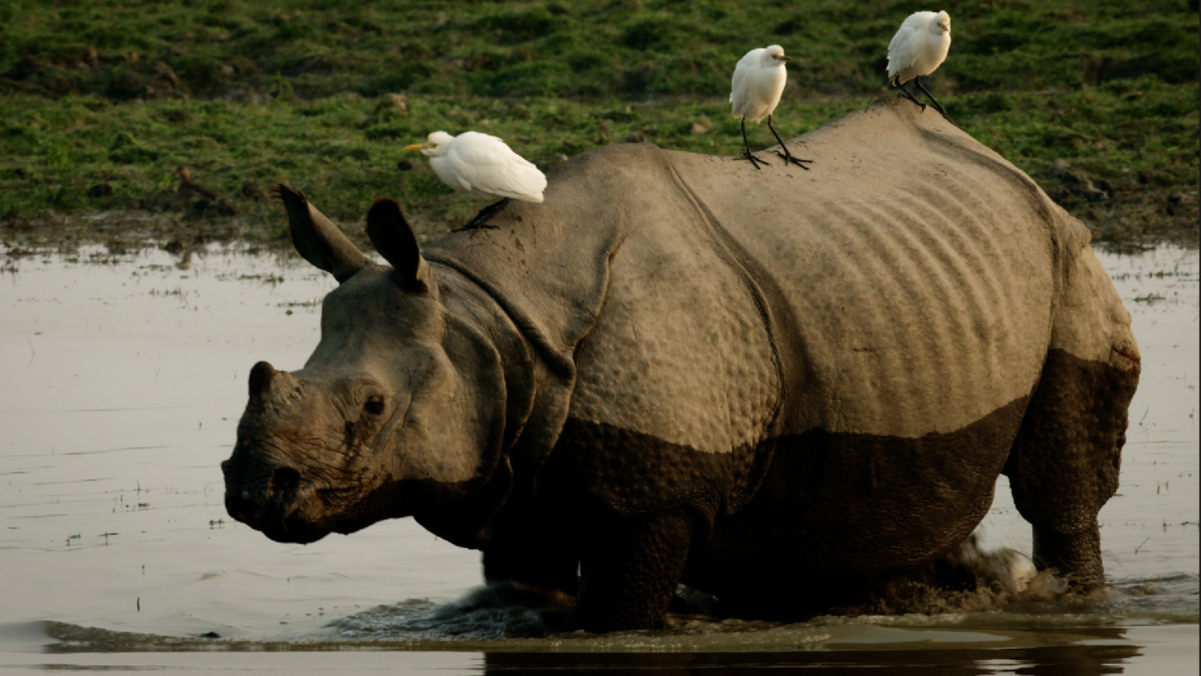 "Brahmaputra - Der große Fluss vom Himalaya (3/3) - Bangladesh - Von der Tiefebene zum Ozean": Nashorn.