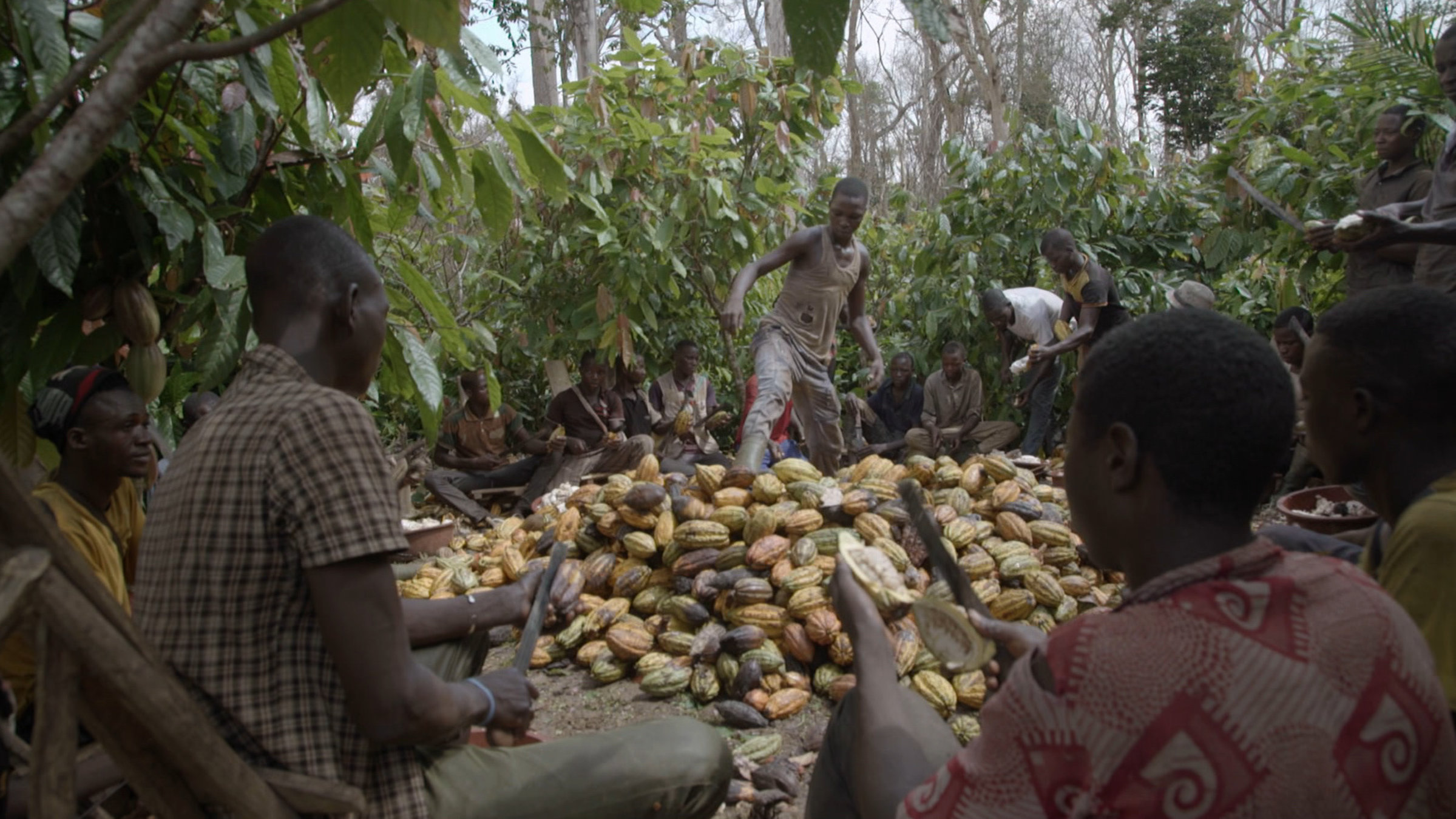 "Kakao - ein schmutziges Geschäft": Mehrere Arbeiter sitzen auf dem Boden und schneiden Kakaobohnen auf.