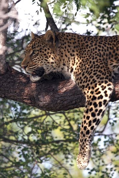 Die Magie des Leoparden - Ökotourismus in<br/>Südafrikas Wildreservaten