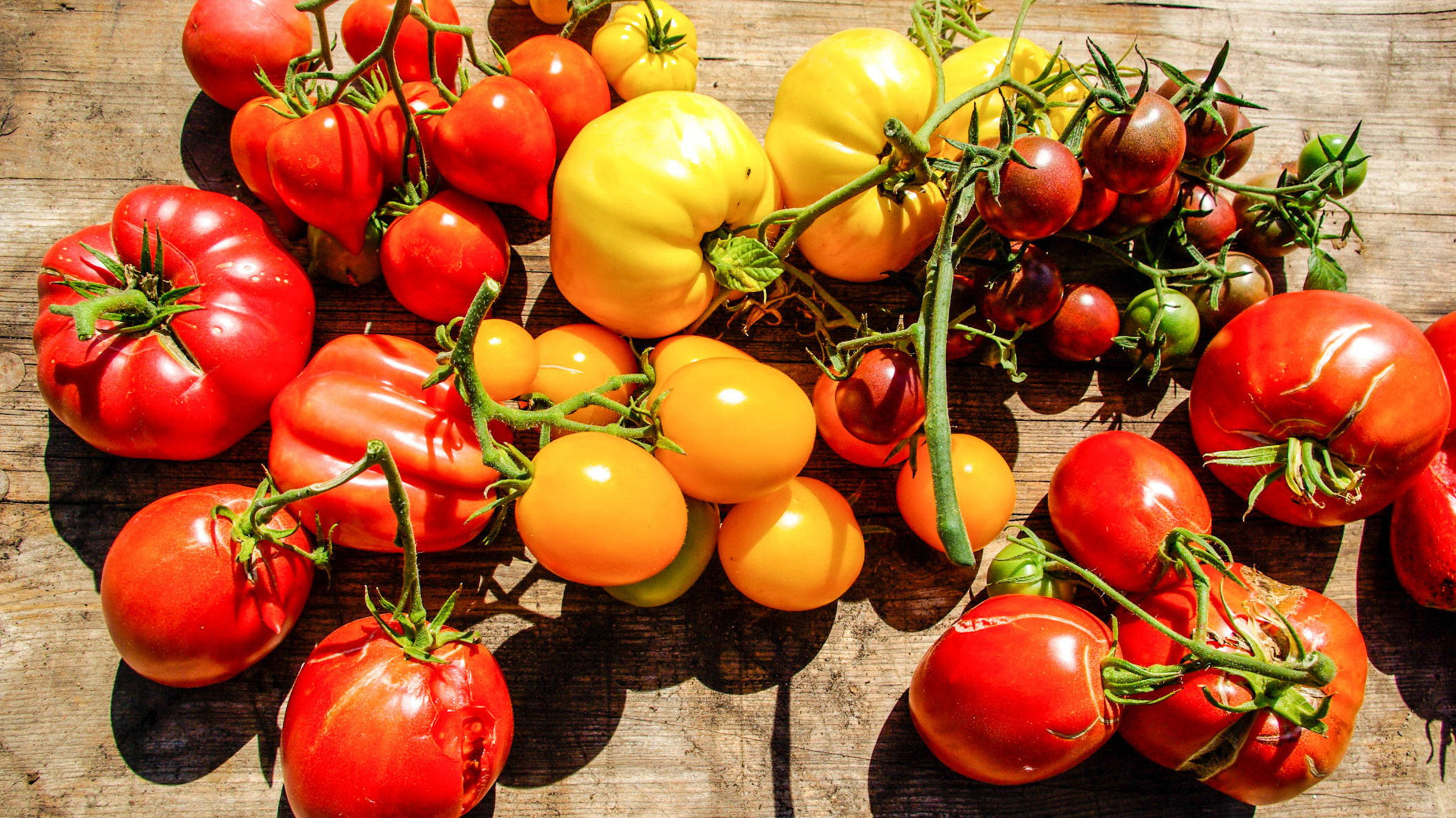 "Triumph der Tomate": Verschiedene Tomatensorten auf einem Holztisch.