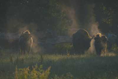 Wildnis Europa: Der Wisent