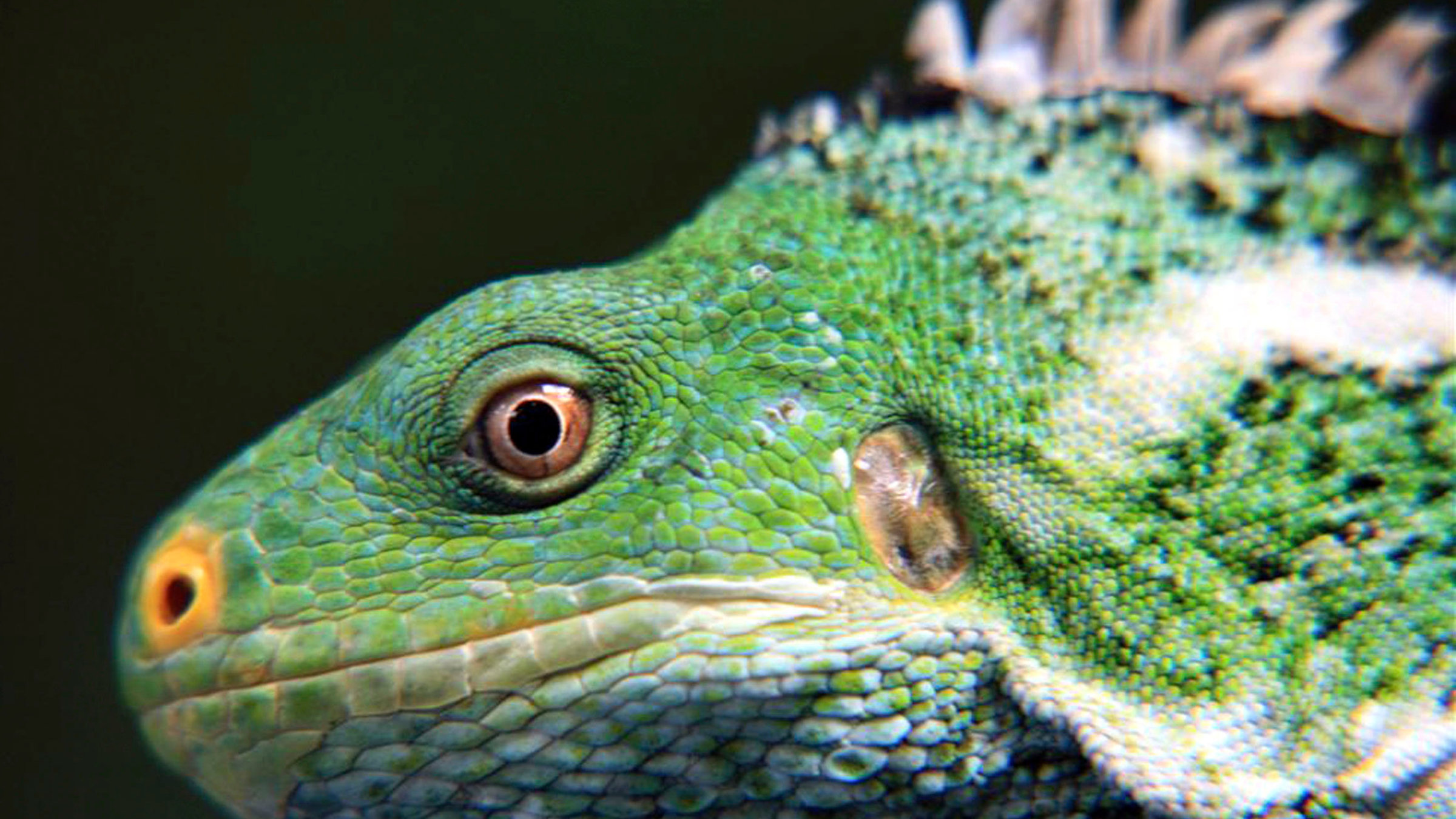 "Die Südsee: Tierische Eroberer": Südsee-Insulaner: Fidschileguane kommen ausschließlich auf einigen Südsee-Inseln vor. Vielleicht erreichten ihre Vorfahren die abgelegenen Inseln einst als "Floßfahrer" auf Treibgut.