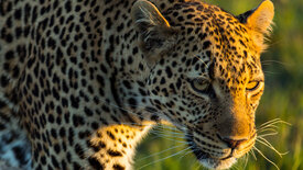 Die Leopardin (2/2)