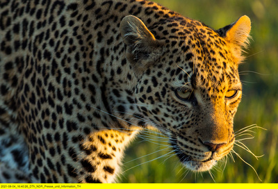 Die Leopardin (2/2)
