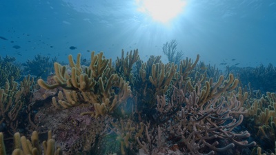 Into the Blue – Indonesiens Unterwasserparadiese:<br/>Rund um die Molukken