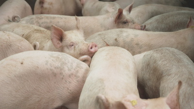 Stunk wegen Schweinegestank - Von Gülle-Geruch<br/>und unbewilligten Bauten