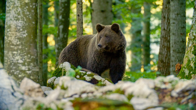 Der Karawankenbär - Auf den Spuren eines Grenzgängers