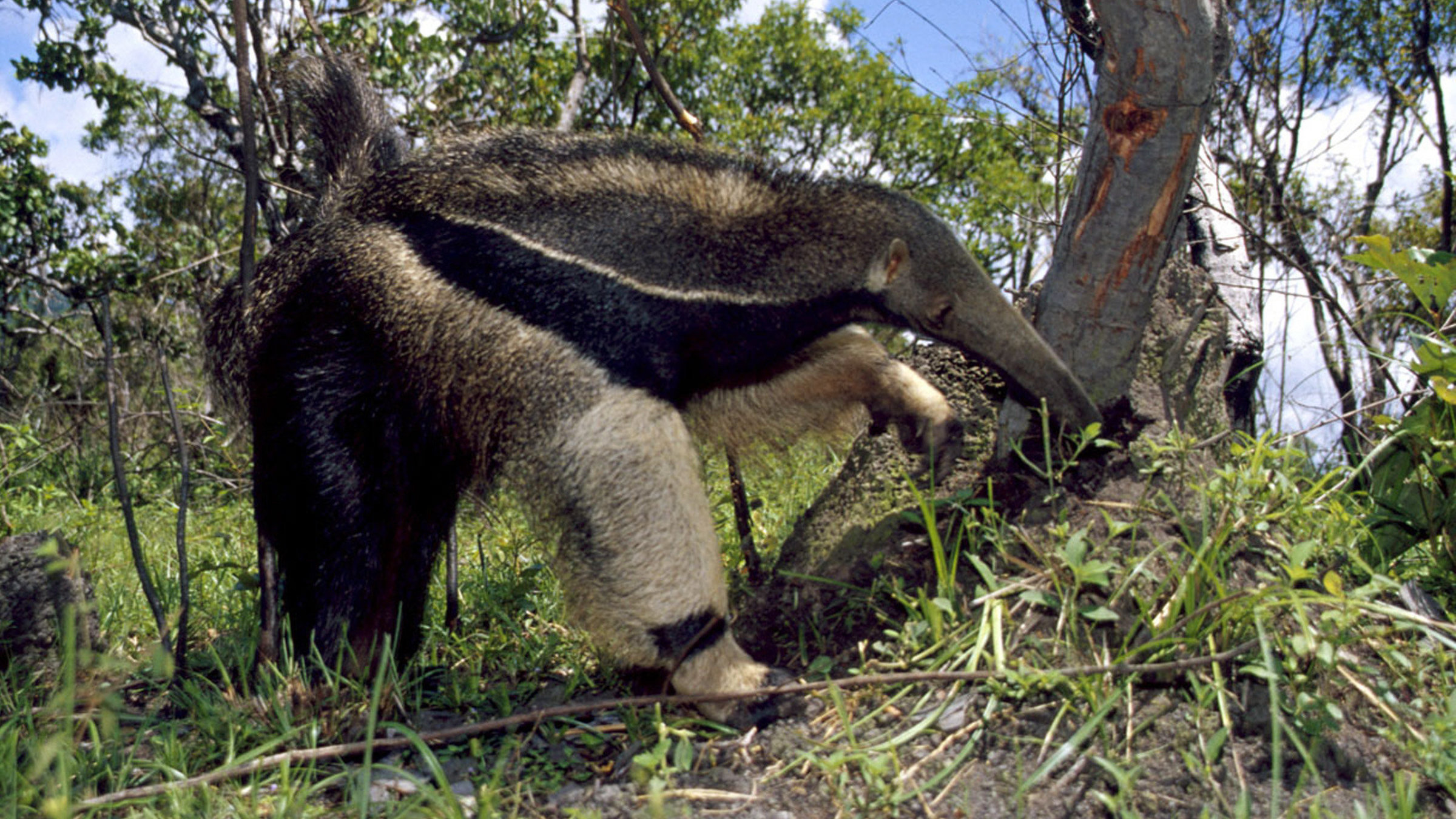 "Big Five Südamerika: Der Ameisenbär" - In der Nähe von Boa Vista, einer kleinen Stadt im Norden Brasiliens - ausgerechnet in den wachsenden Holzplantagen, die dort seit ein paar Jahren vielen Tierarten den natürlichen Lebensraum nehmen - findet der Große Ameisenbär offensichtlich eine optimale Umgebung vor - kaum natürliche Feinde, dafür aber ausreichend Nahrung unter den Blättern der Akazienbäume.