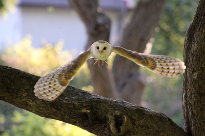 Der Flug der Eule