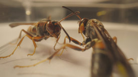 Smarte Insekten - Wie winzige Gehirne Geniales leisten<br/>Geniales leisten