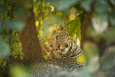 Olimba - Königin der Leoparden