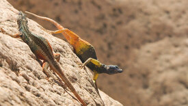Die Farben der Tierwelt (2/2)