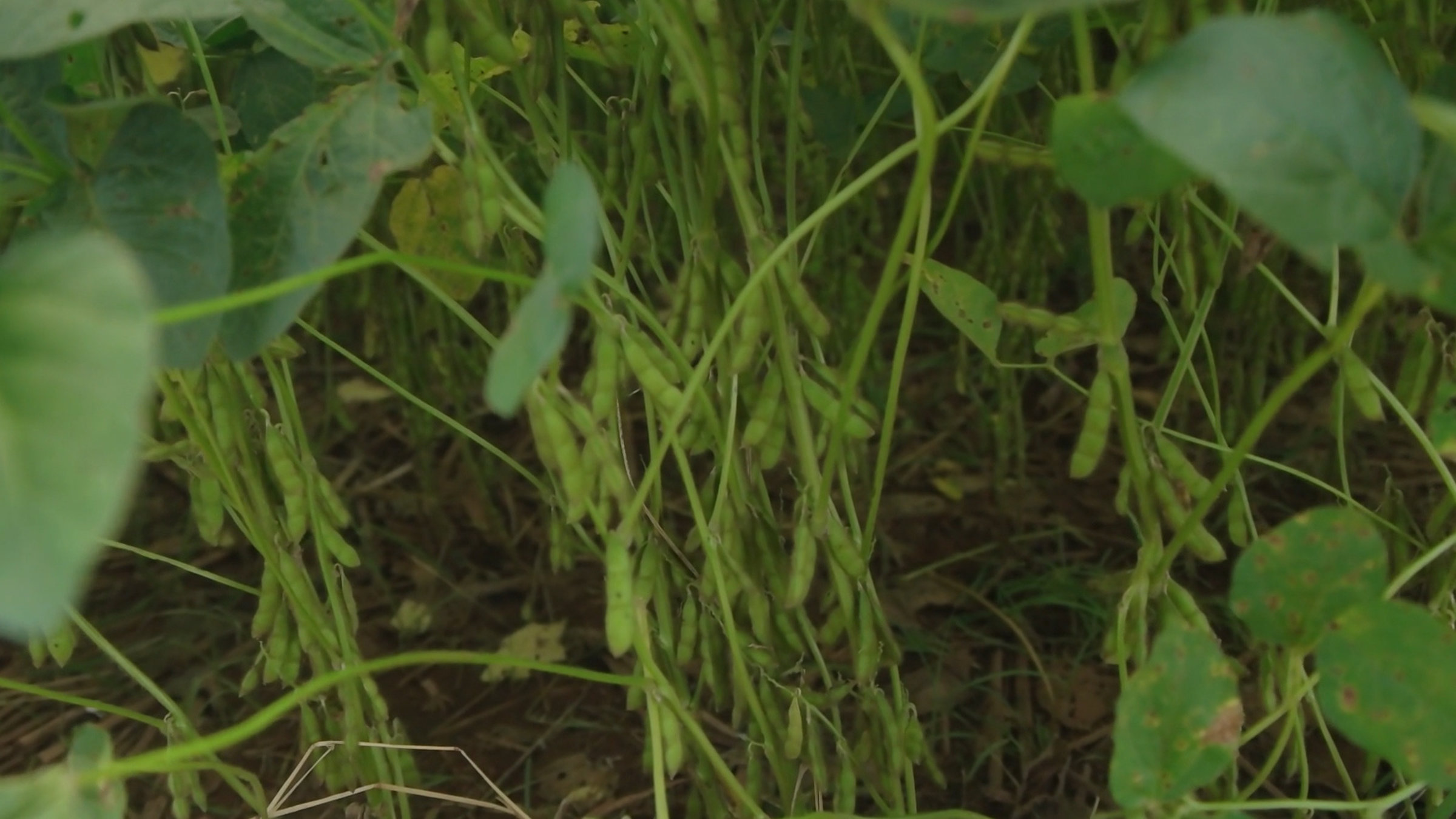 "Der Vormarsch des Soja": Sojapflanzen auf einem Acker.