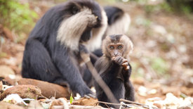 Tierkinder der Wildnis (3/5)