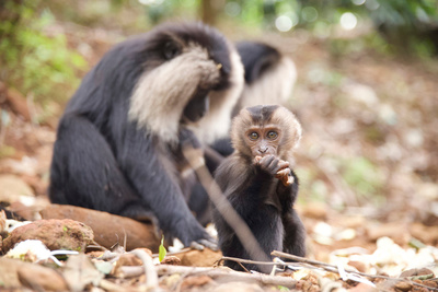 Tierkinder der Wildnis (3/5)