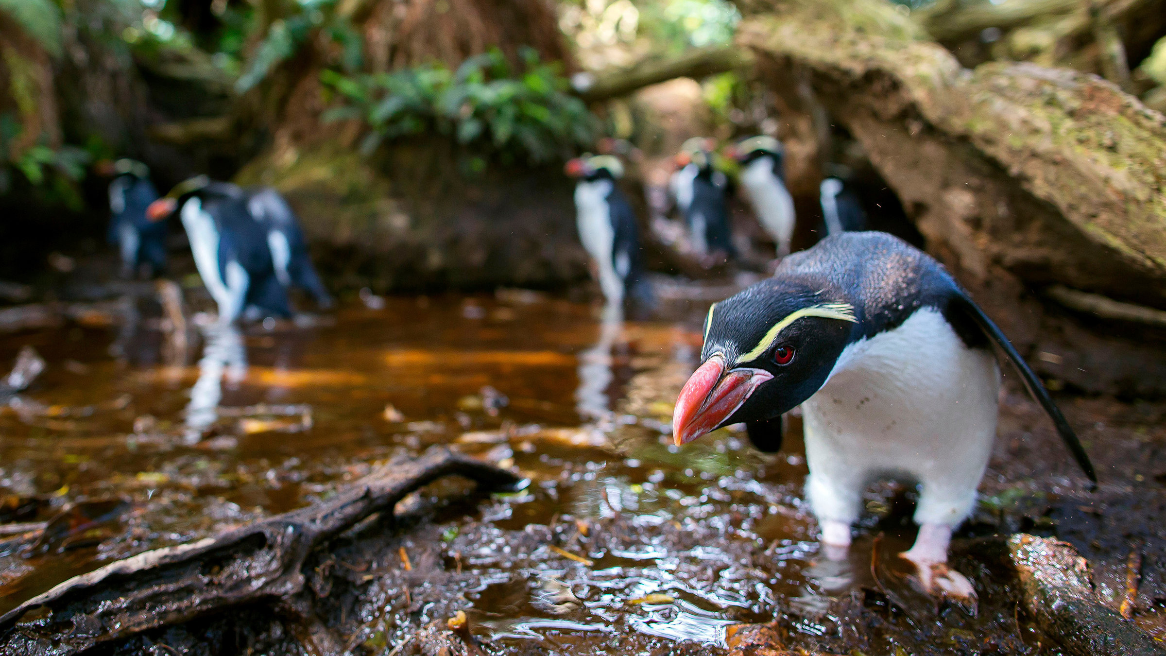 "Wildes Neuseeland - Inseln am Ende der Welt": Snarespinguine haben auf Snares Island im Süden Neuseelands mit ihren kleinen Füßen ein Labyrinth aus Wegen in den Wald getreten. Über Stock und Stein legen sie alljährlich bis zu einen Kilometer Strecke zurück, um zu ihrer Brutkolonie im Wald zu gelangen.