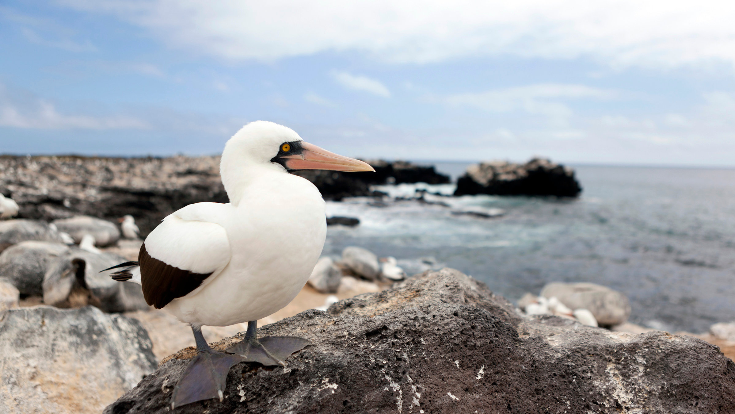 "Galapagos - Zwischen Himmel und Hölle": Die Insel Española ist ein beliebter Brutplatz für Vögel: Ein Nazcatölpel hält Ausschau nach seinen Artgenossen.