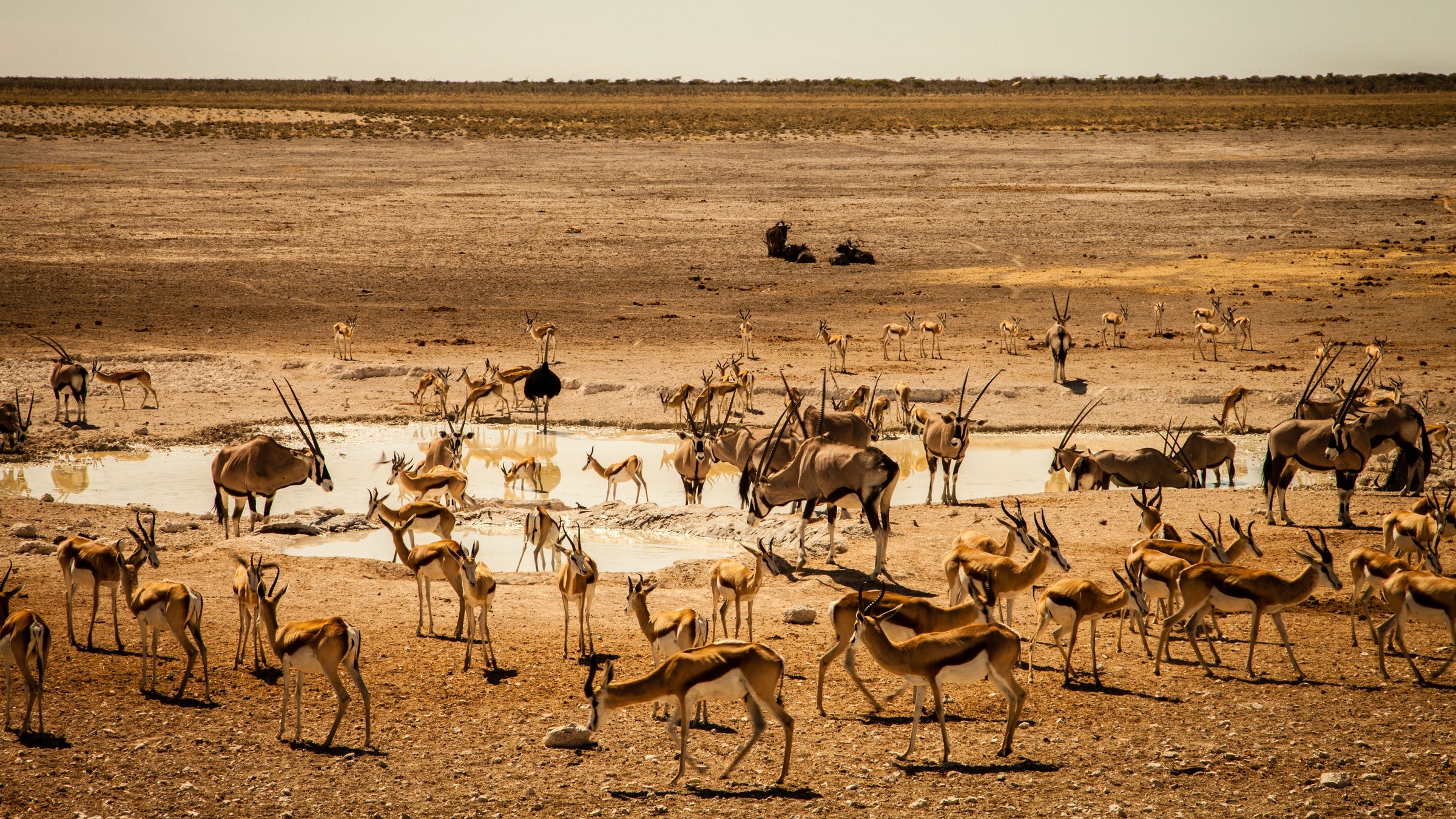 "Überleben in der Savanne – Der Etosha-Nationalpark": Verschiedene Tierarten an einem Wasserloch in der Savanne, darunter Gazellen und Gemsböcke.