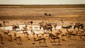 Überleben in der Savanne – Der Etosha-Nationalpark