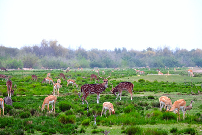 Insel der weißen Antilope - Abu Dhabis Naturoase
