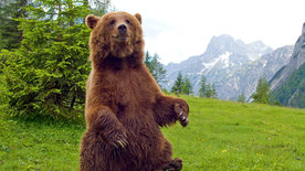 Der Bär ist los! Die Geschichte von Bruno