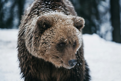 Tierische Superhelden: Meister der Jagd