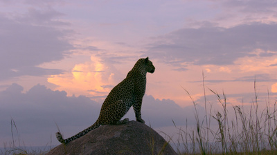Afrikas Ikonen der Tierwelt (1/3)