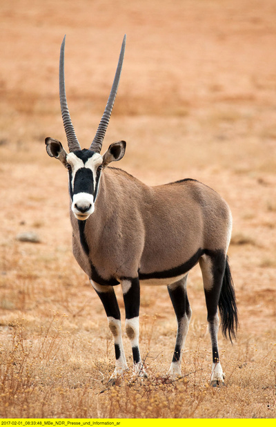 Wildes Südafrika - Wo die Wüste blüht