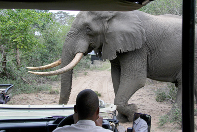 Im Reich der Königselefanten - Das Tembe Wildreservat<br/>in Südafrika