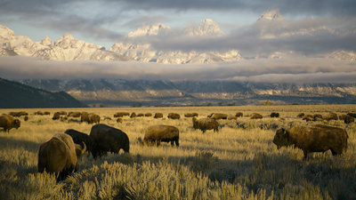 Amerikas Naturwunder: Yellowstone
