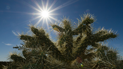 Amerikas Naturwunder: Die Saguarowüste