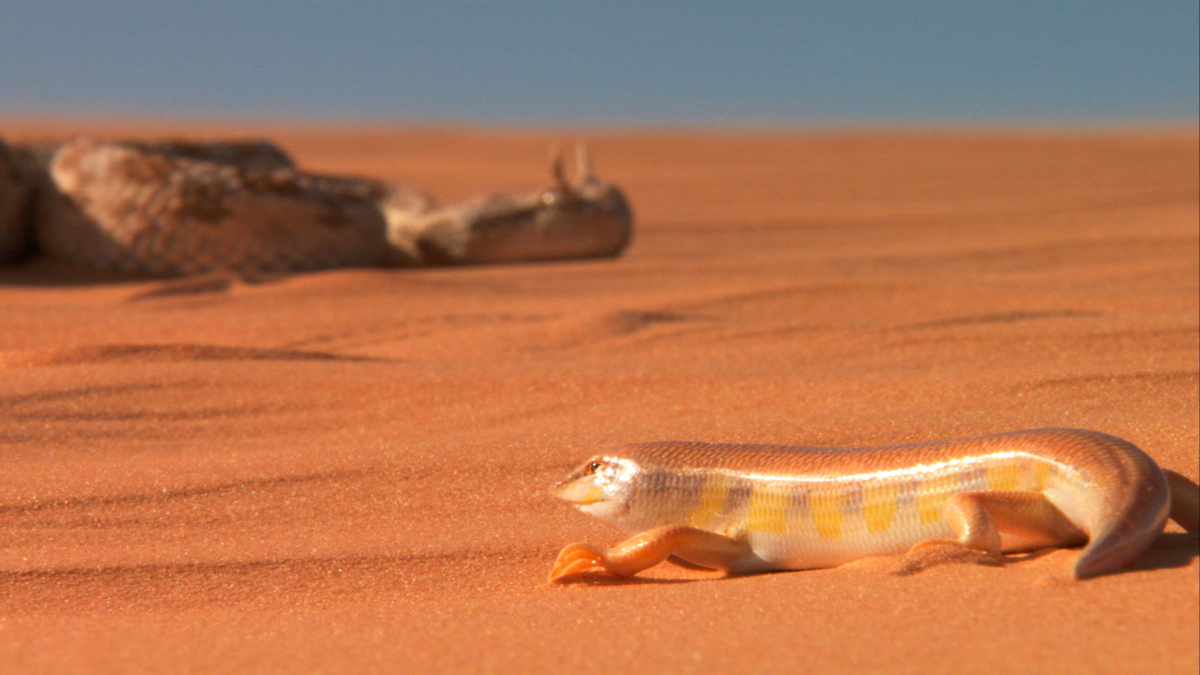 "Wildes Überleben (3/5) - Leben in Extremen": Rötlicher Wüstensand, am oberen Bildrand verschwommen blauer Himmel. Rechts vorne ein Apothekerskink, der einem Fisch mit Beinchen ähnelt. Links im Hintergrund verschwommen eine Hornviper.