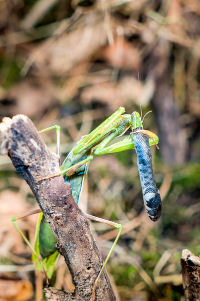 Im Reich von Kreuzotter & Co - Österreichs Schlangen hautnah