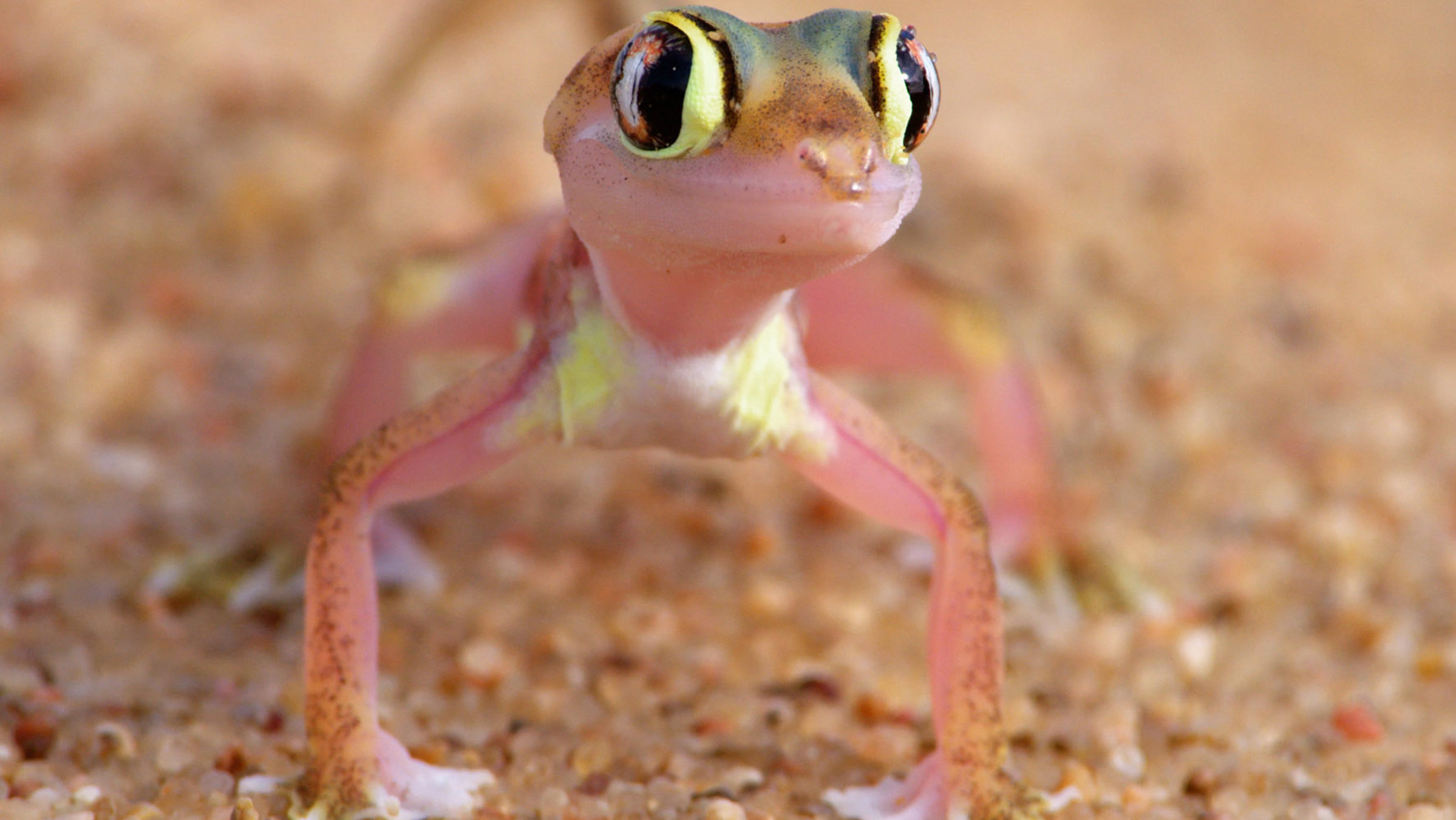 "Faszination Afrika (5/5) - Tiere in der Wüste Namib": Wüstengecko.