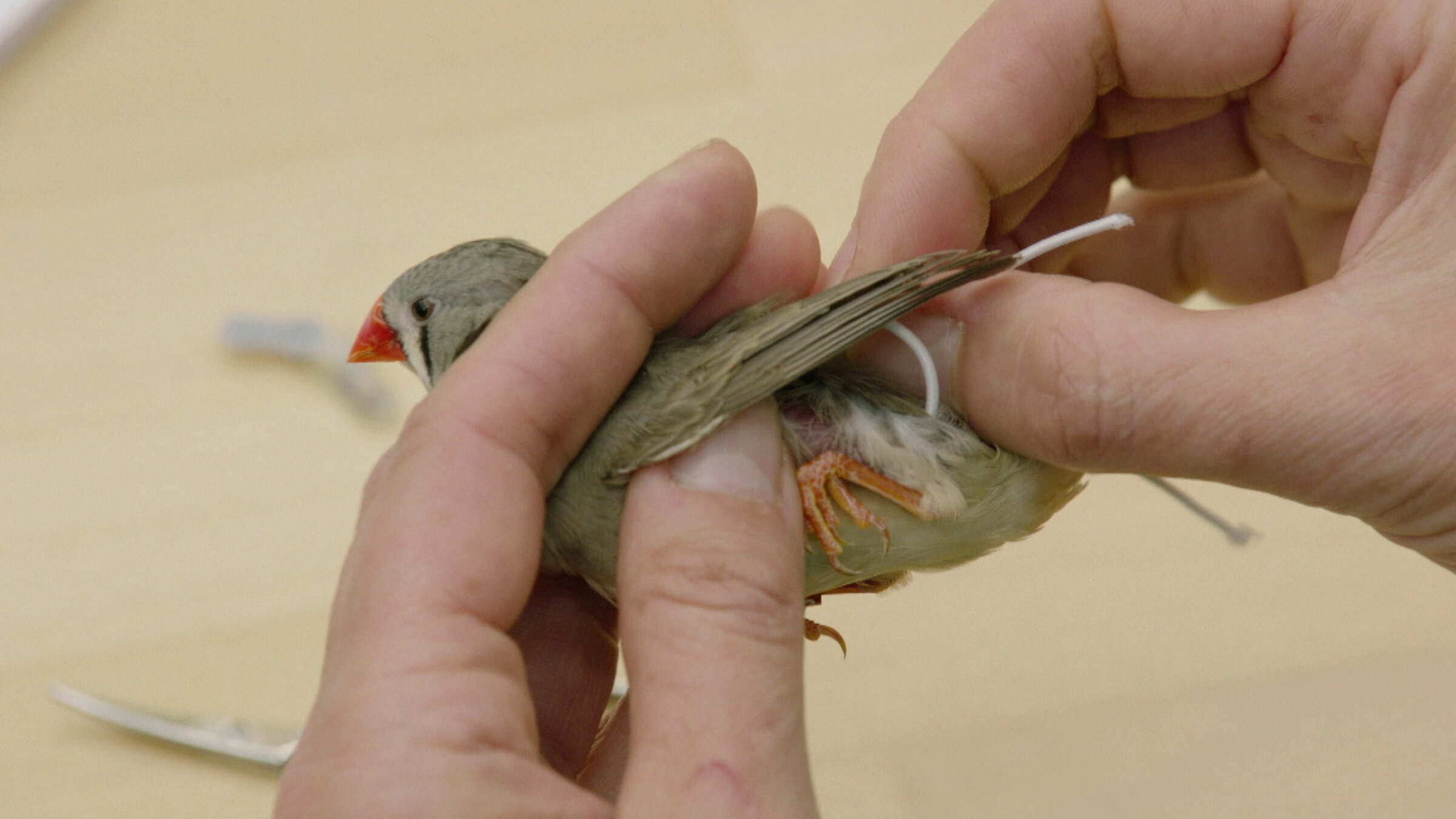 "Seewiesen - Ein Biotop für die Wissenschaft": Forschung in Deutschland. Besucht wird das Max-Planck-Institut für Ornithologie in Seewiesen. Wie wird hier das Verhalten von Vögeln untersucht?