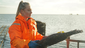 Die Nordreportage: Abenteuer Sylter Austernzucht