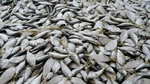 Fischmehl – ein schmutziges Business