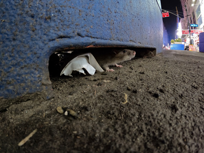Das erstaunliche Leben der Ratten –<br/>Unterwegs in Rat City