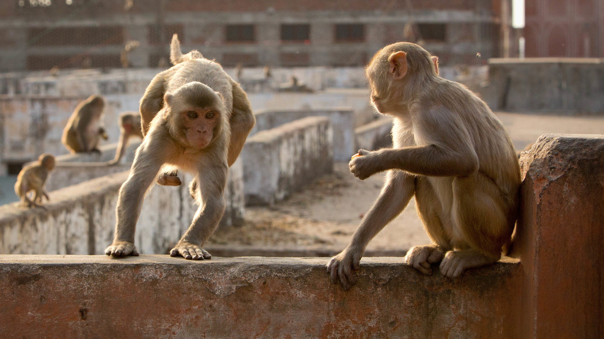 "Terra X: Eine Erde - viele Welten: Städte": Eine Gruppe von Rhesusaffen in Jaipur/Indien auf einem Hausdach.