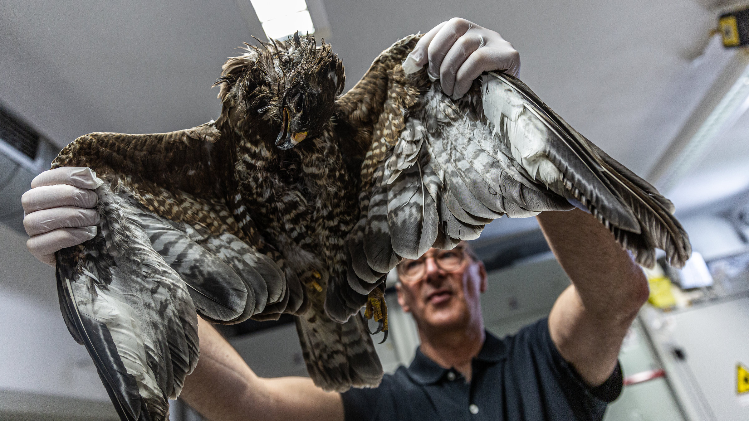 "planet e.: Tod in der Wildnis - Auf der Jagd nach Giftmördern und Fallenstellern": Prof. Dr. med. vet. Hermann Ammer von der LMU München untersucht einen mit Carbofuran vergifteten, toten Mäusebussard.