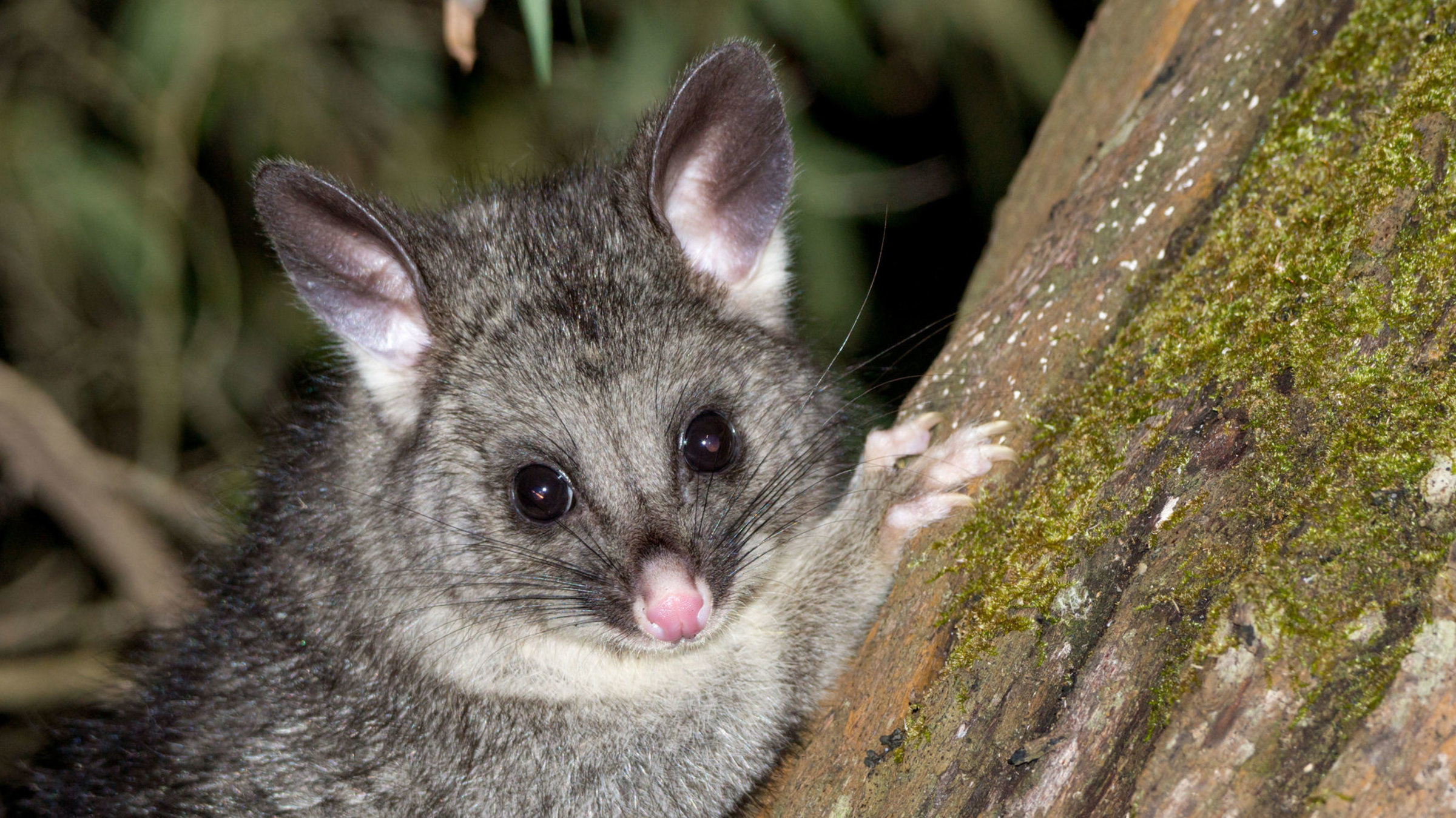 "Highway durch Australien: Der Südwesten" - Ein Fuchskusu, oder Possum.