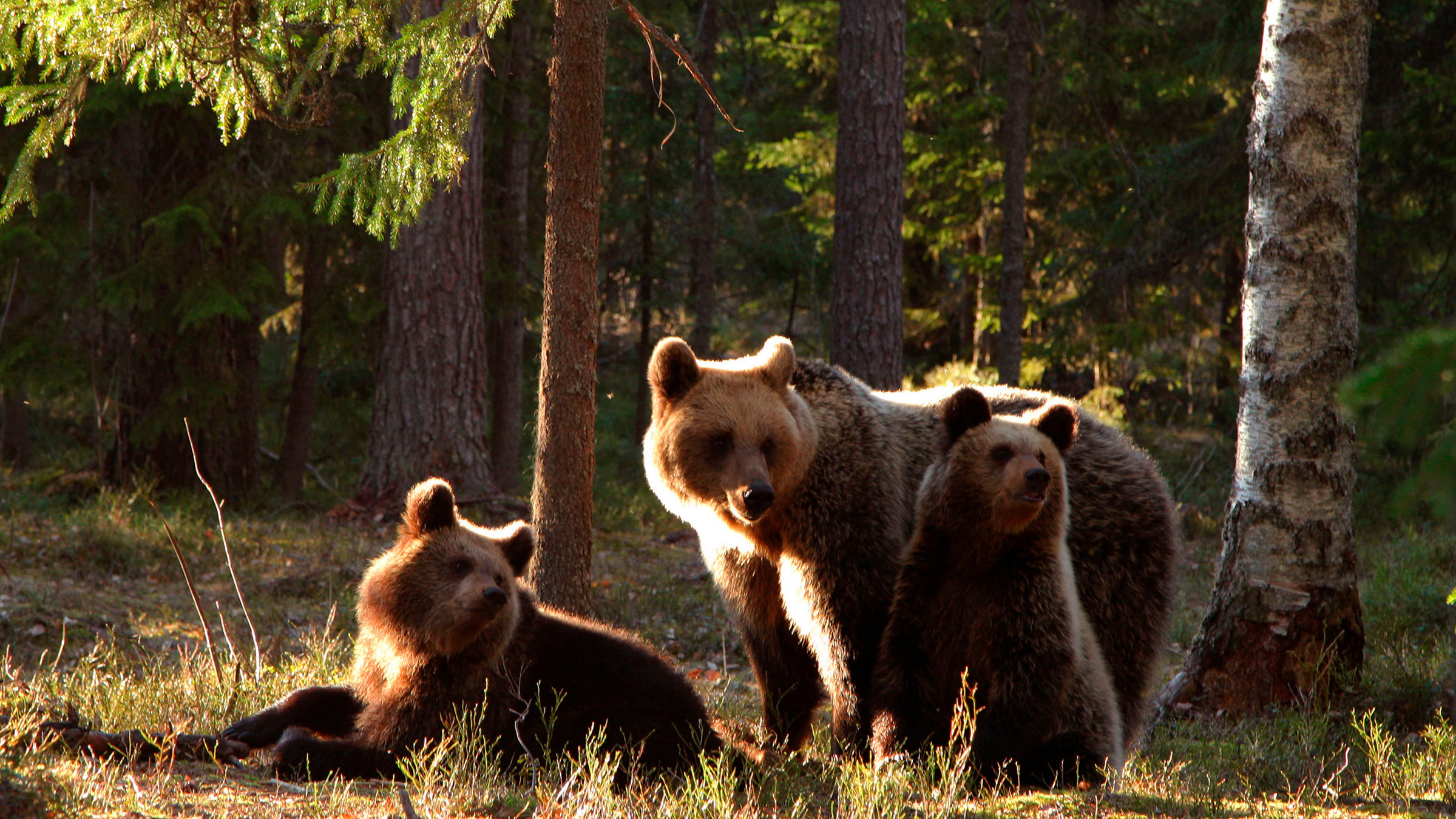 "Wildes Baltikum (2/2) - Wälder und Moore": Rund 700 Braunbären leben in Estland, die Hälfte davon im Wald von Alutaguse.