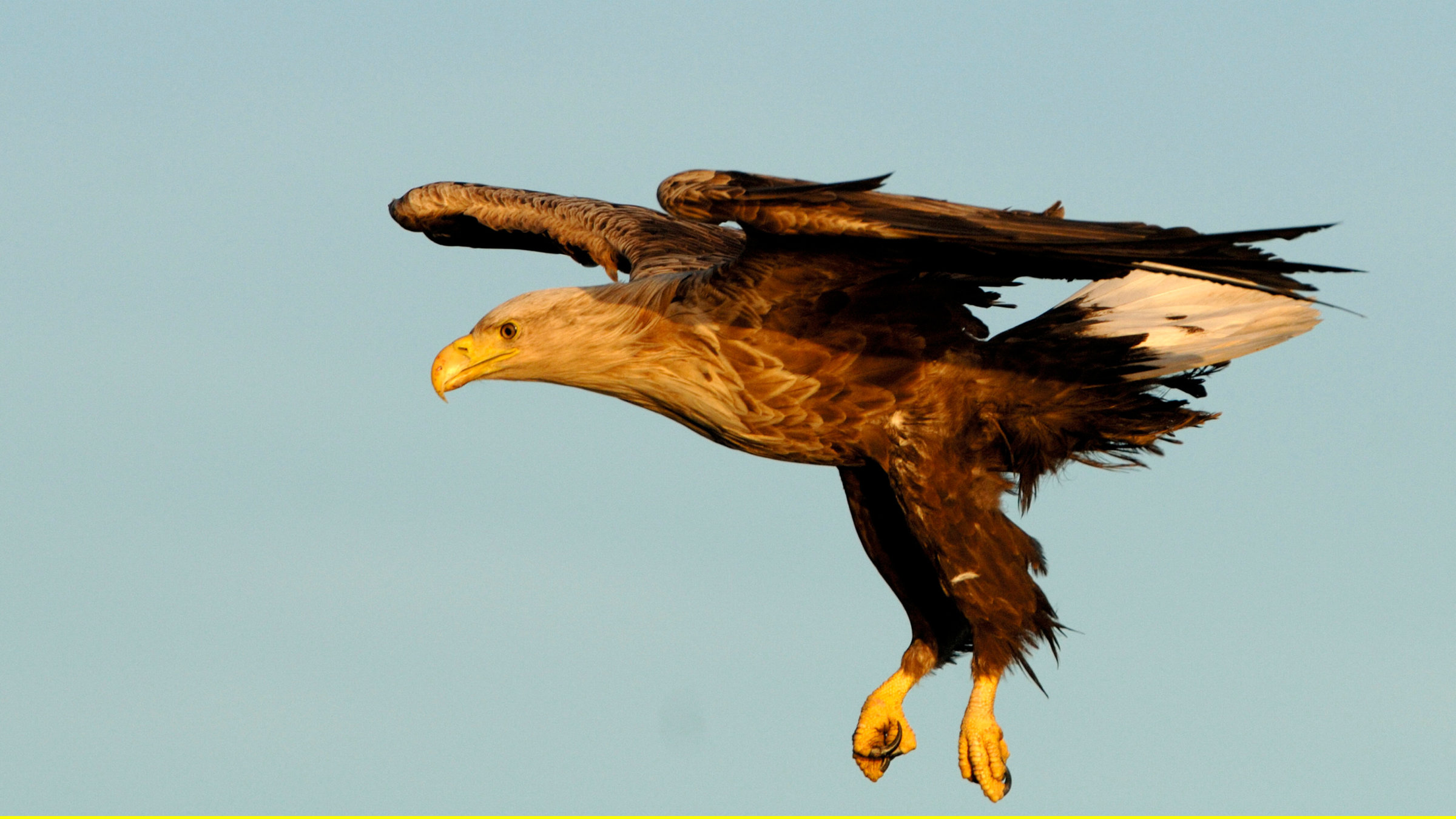 "Wildes Norwegen": Ein Seeadler auf Beutefang.