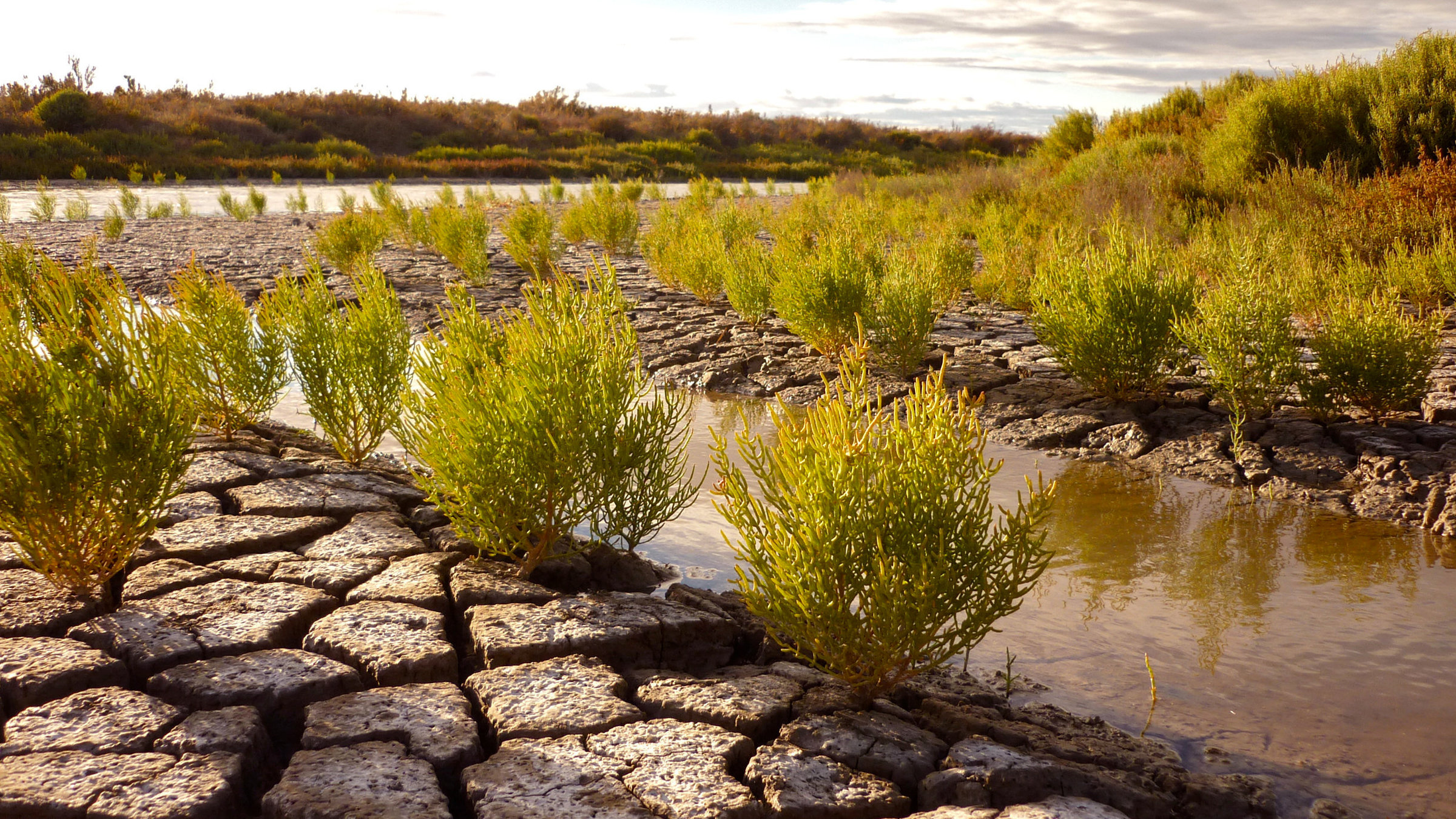 "mare TV: Die Camargue": Schwemmland und Brackwasser bestimmen das Bild der Region.