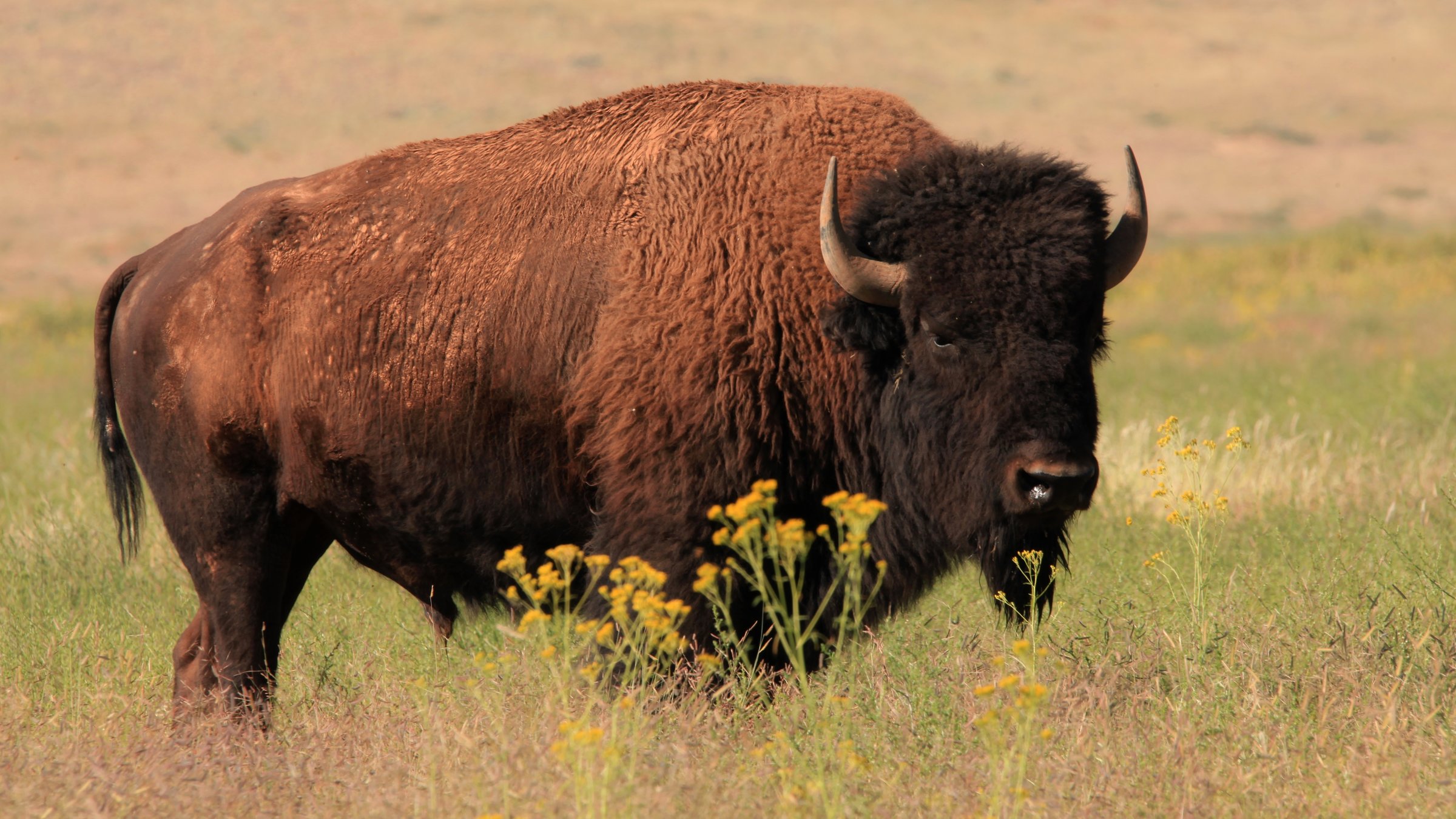 "Wildes Mexiko (1/3): Tierische Wanderer": Bisonbulle auf der Prärie.