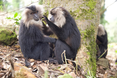 Tierkinder der Wildnis (3/5)