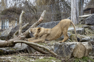 Die Raubkatzen von Herberstein