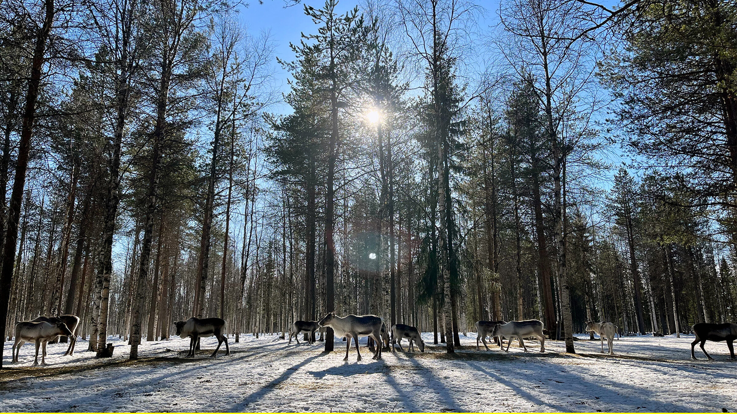"Finnland - Winter im hohen Norden": Hanna Mikkola’s Rentiere bewegen sich frei im Birkenwald und ernähren sich von den nahhaften Flechten und Stroh.