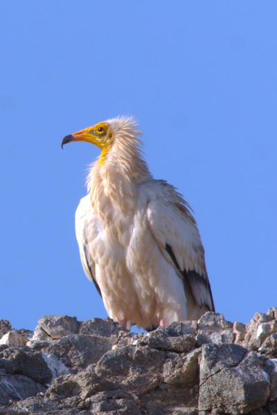 Wilder Oman (2/2)